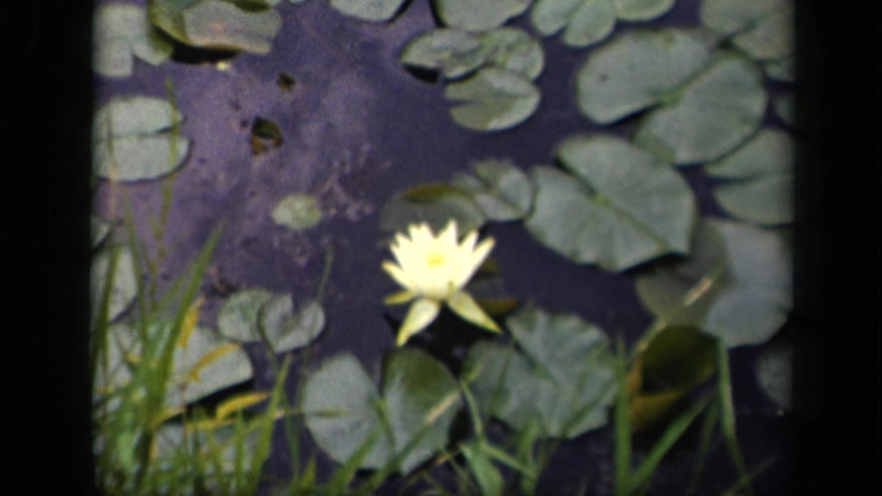 Pale yellow water lily among green lily pads on dark pond water.