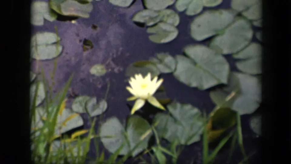 1943 Washington, DC 8mm frame showing a pale yellow water lily surrounded by green lily pads and pond-edge grass.