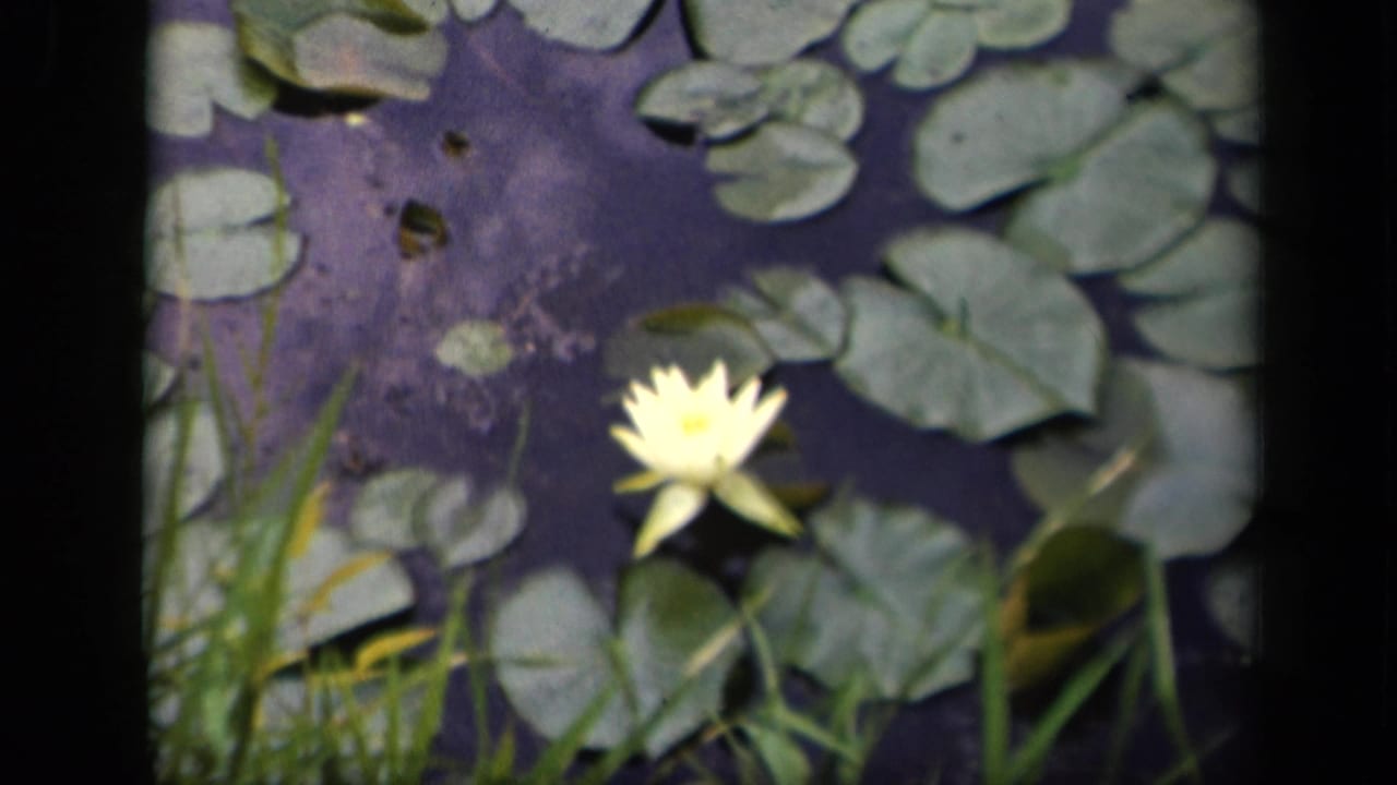 Water lily and clustered lily pads float on a dark pond surface.