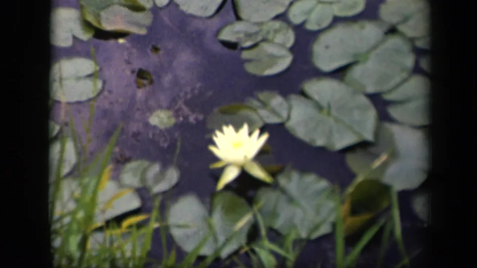 The water lily remains centered among floating pads, with soft 8mm color and dark pond water visible around it.