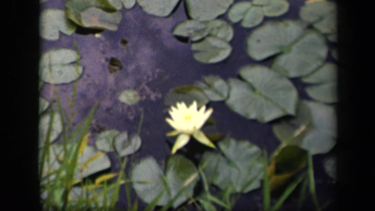 A home-movie frame shows the yellow water lily lower in view, bordered by grasses, lily pads, and dark pond water.