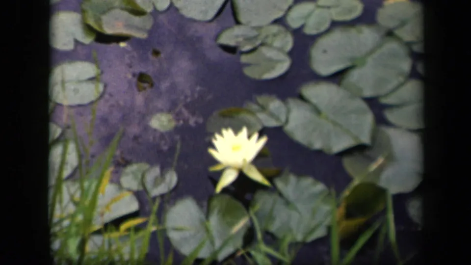 A home-movie frame shows the yellow water lily lower in view, bordered by grasses, lily pads, and dark pond water.
