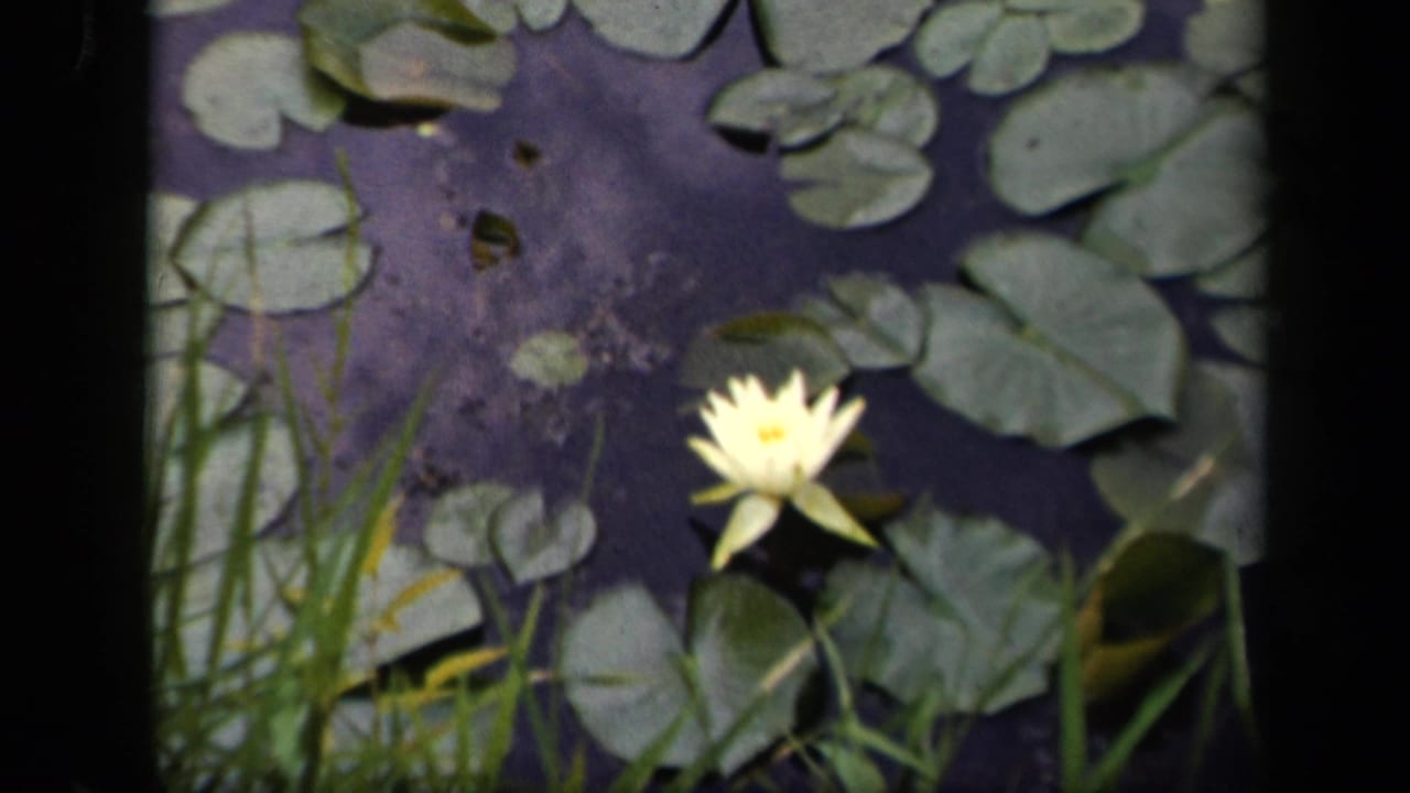 Late frame of the 1943 Washington, DC pond view, with the water lily partly framed by grass and surrounding lily pads.