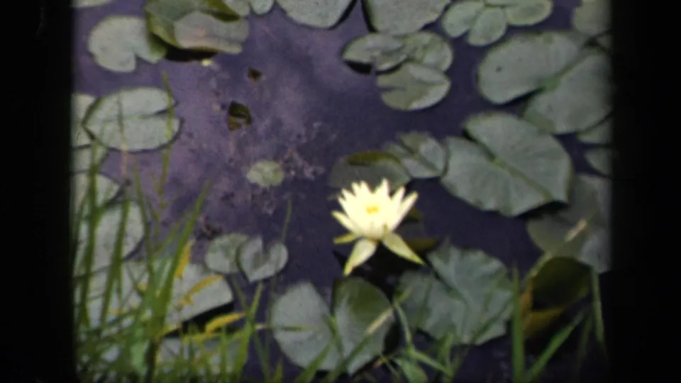 Late frame of the 1943 Washington, DC pond view, with the water lily partly framed by grass and surrounding lily pads.