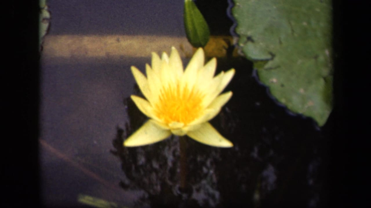 Yellow water lily floating on dark water beside a green lily pad.