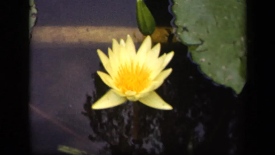 1943 Washington, DC 8mm frame showing a yellow water lily on dark reflective water near a green lily pad and bud.