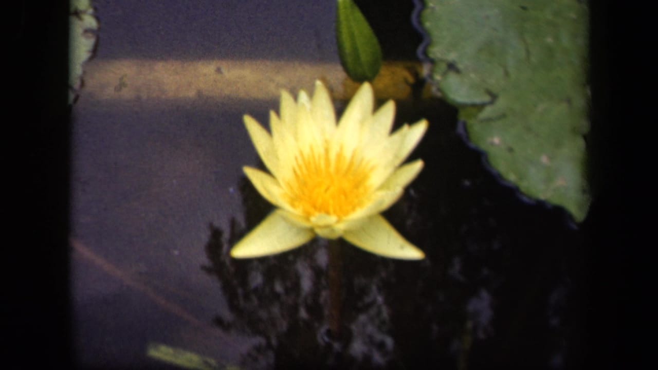 Yellow water lily centered on dark pond water with lily pad at upper right.