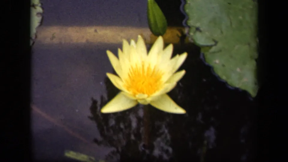 1943 Washington, DC 8mm frame with a yellow water lily, still dark water, a nearby lily pad, and soft reflected shadows.