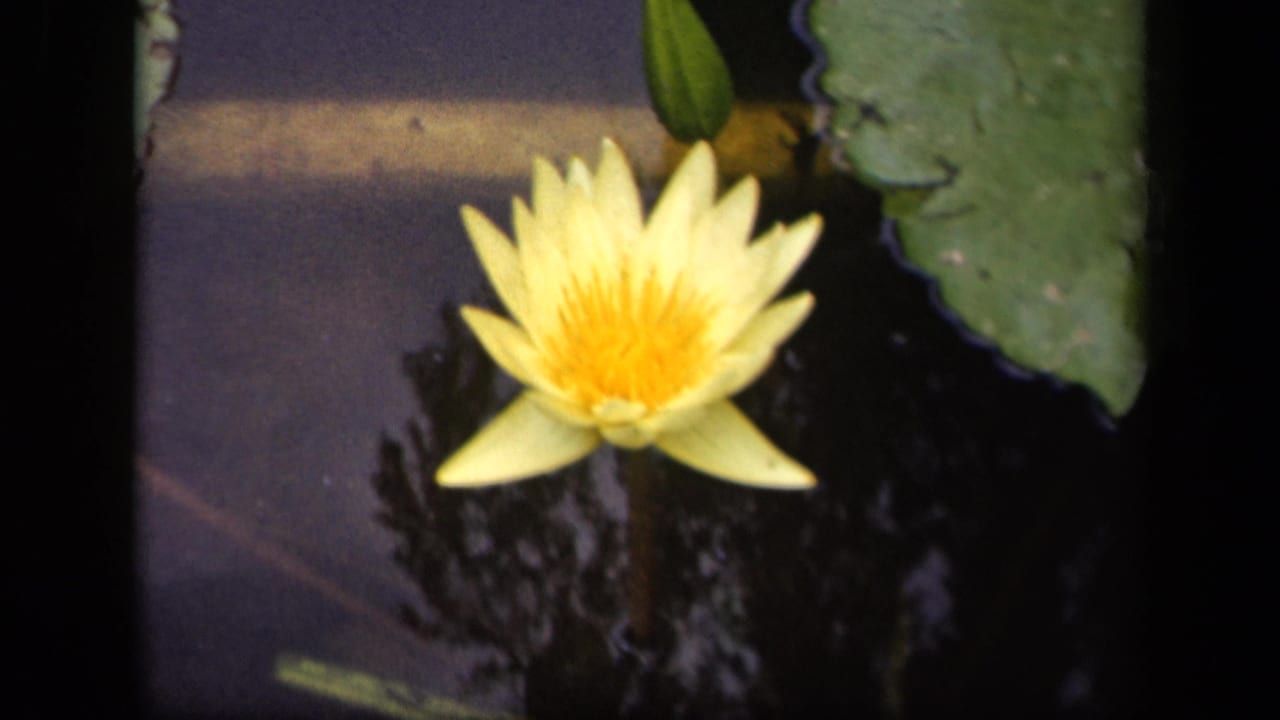1943 Washington, DC 8mm frame showing a yellow water lily in soft focus, with a bud, lily pad, and dark reflective water.