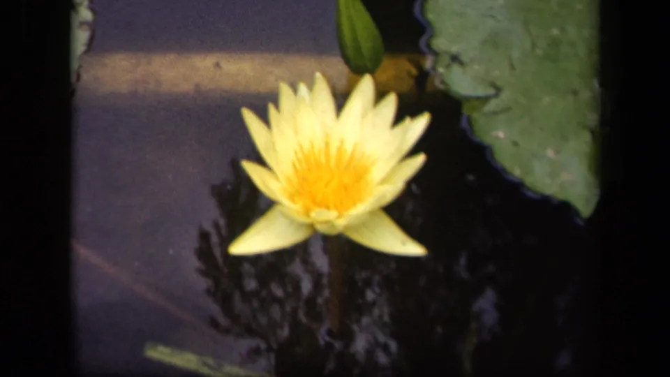 1943 Washington, DC 8mm frame showing a yellow water lily in soft focus, with a bud, lily pad, and dark reflective water.