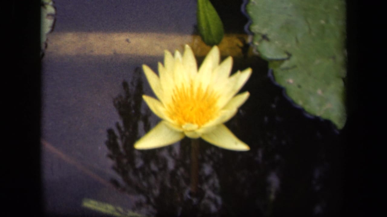 1943 Washington, DC 8mm frame of a yellow water lily beside a green pad, with dark water reflections and visible film borders.