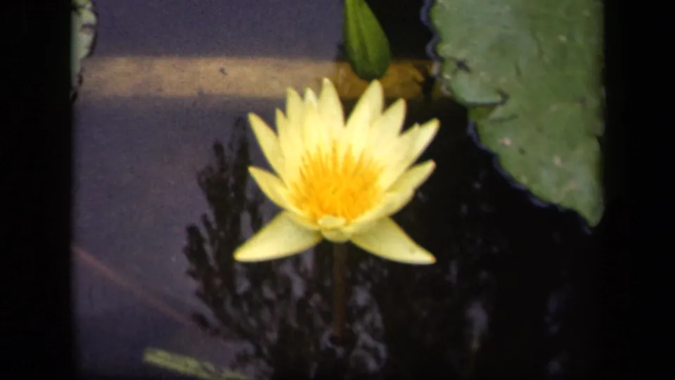 1943 Washington, DC 8mm frame of a yellow water lily beside a green pad, with dark water reflections and visible film borders.