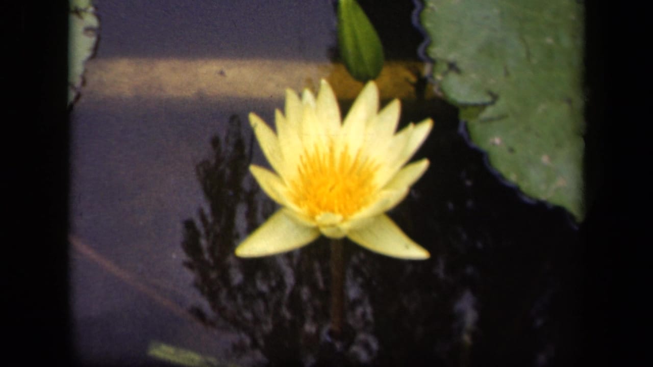 Yellow water lily blooming on dark pond water beside green lily pads.