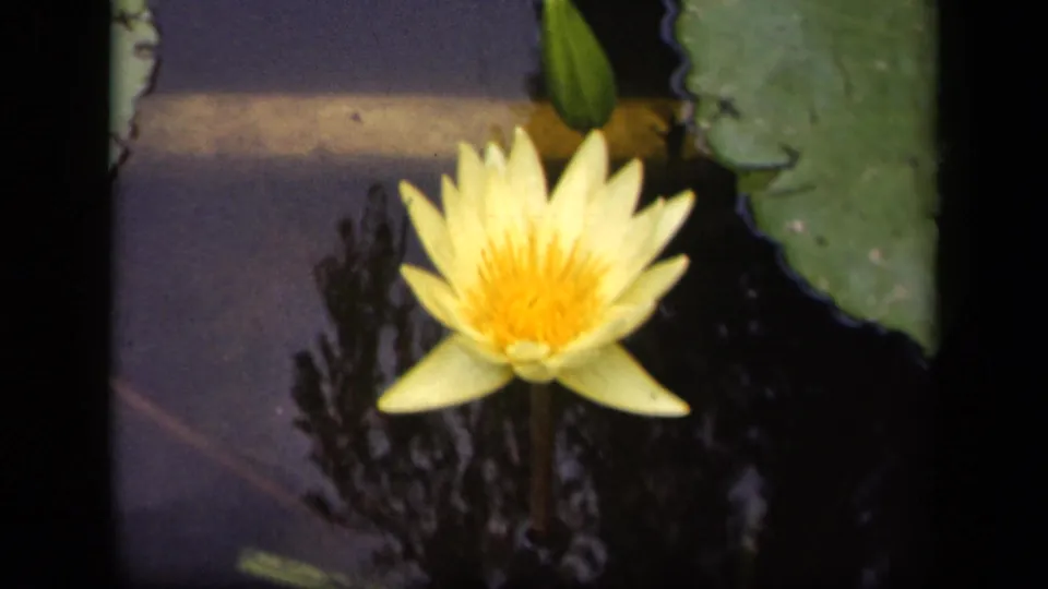 1943 Washington, DC 8mm frame showing a yellow water lily above dark reflective pond water near large green lily pads.