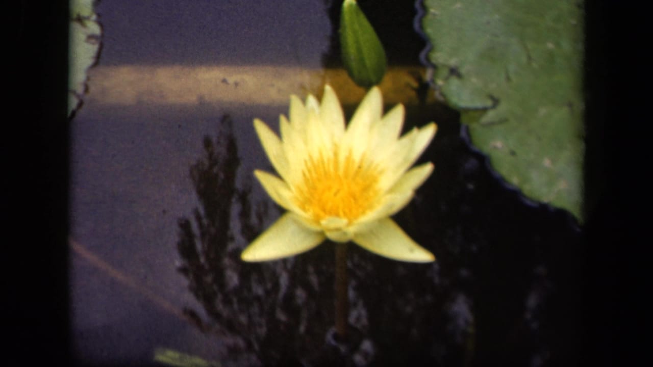 Yellow water lily centered near lily pads on reflective pond water.