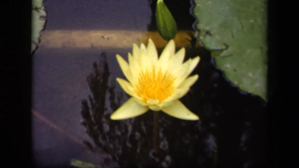 Close 8mm view of a yellow water lily in a Washington, DC pond, with lily pads and dark reflections around it.