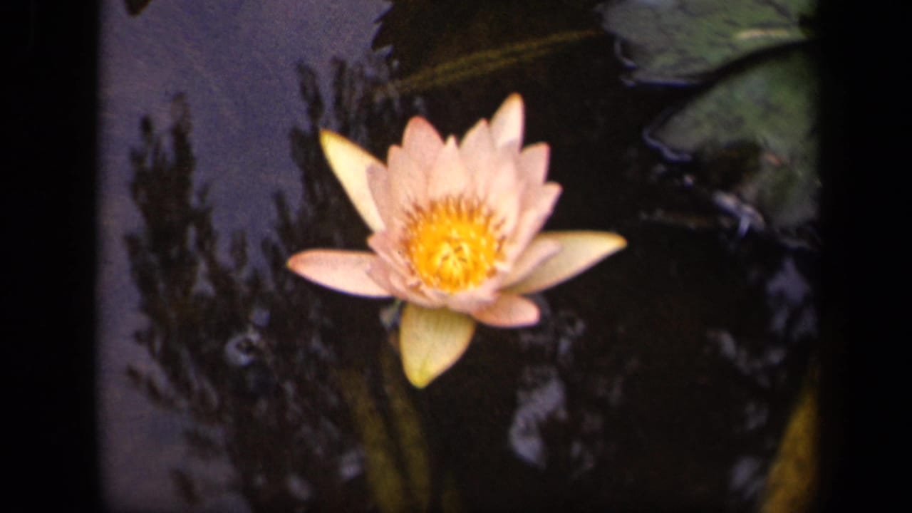 1943 Washington, DC 8mm frame showing a pale pink water lily on dark pond water with nearby lily pads and reflections.