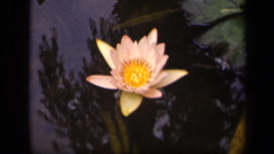 1943 Washington, DC 8mm frame showing a pale pink water lily on dark pond water with nearby lily pads and reflections.