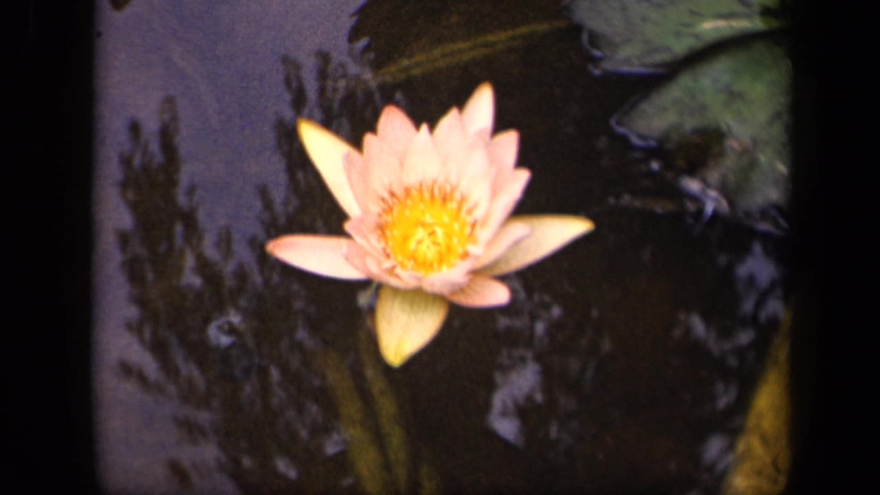 Close 8mm view of a pink water lily in a Washington, DC pond, framed by lily pads and dark water reflections.