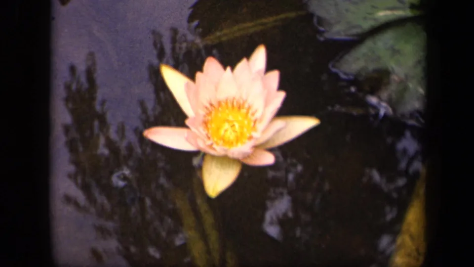 Close 8mm view of a pink water lily in a Washington, DC pond, framed by lily pads and dark water reflections.