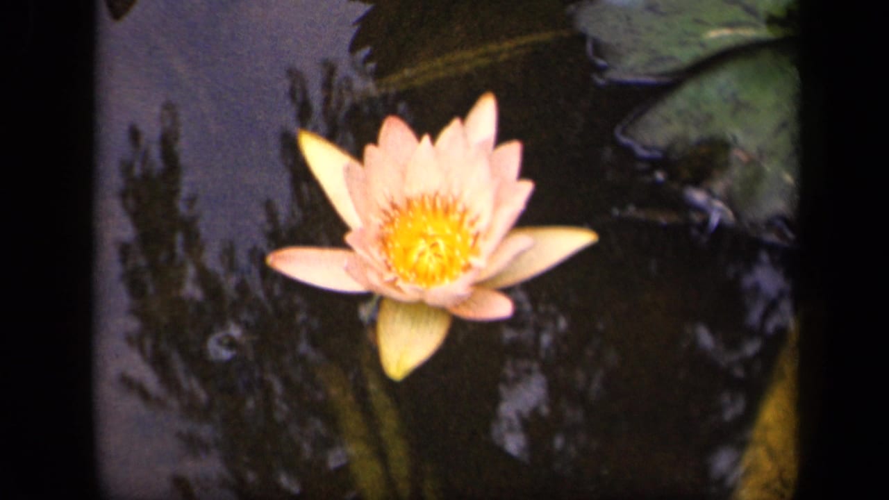Pink water lily floating on dark pond water with lily pads and tree reflections.