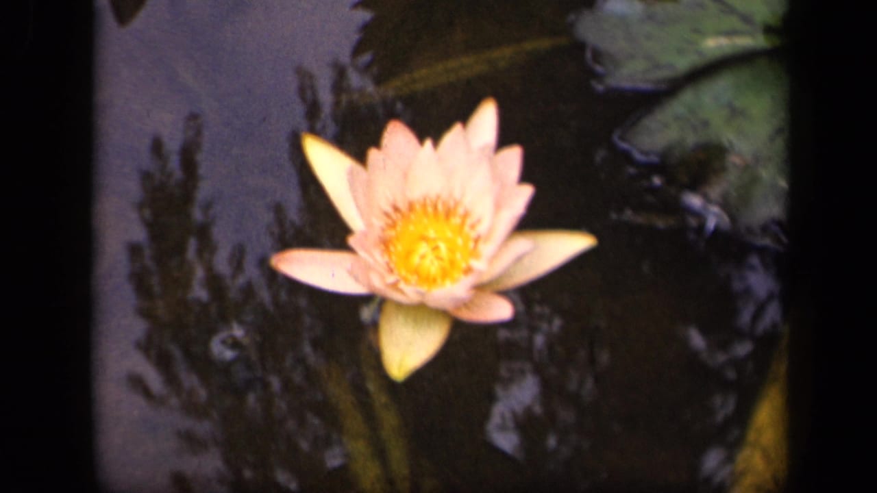 Pink water lily centered on a dark reflective pond near broad green lily pads.