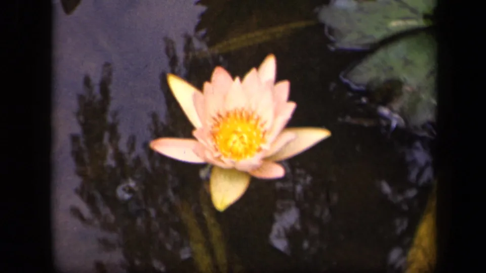 Close 8mm view of a pink water lily in Washington, DC, with dark water, lily pads, and soft tree reflections.