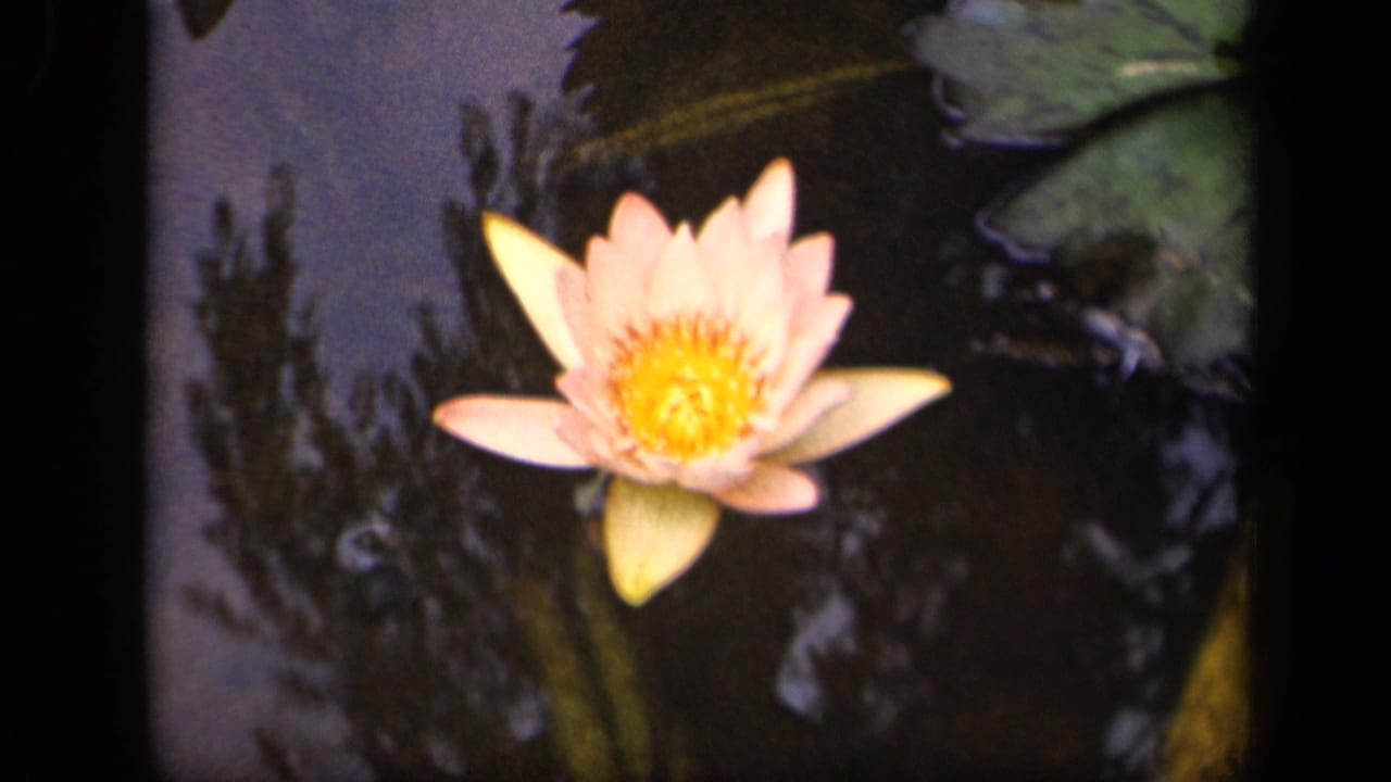 1943 home-movie frame of a pink water lily drifting on a reflective pond surface with ripples and tree shadows.