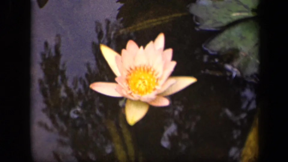 1943 home-movie frame of a pink water lily drifting on a reflective pond surface with ripples and tree shadows.