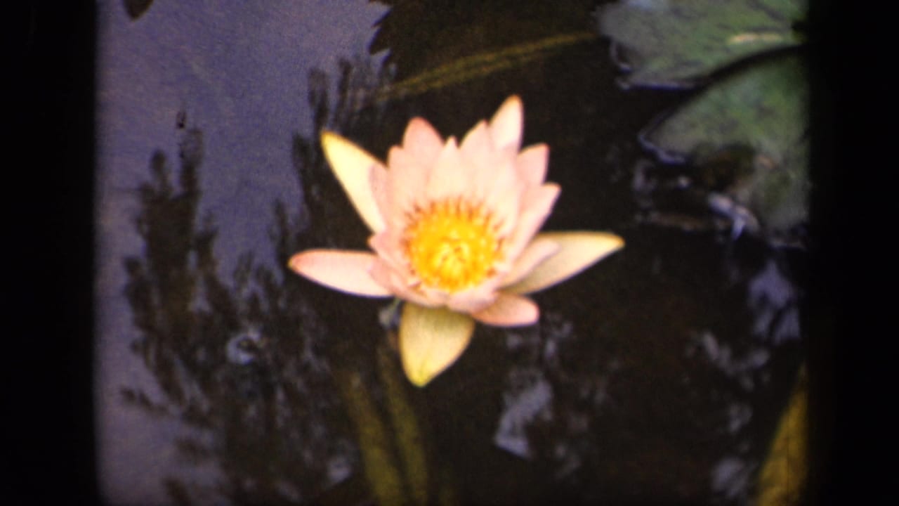 8mm Washington, DC frame showing the pink water lily near lily pads on a dark pond with tree-shadow reflections.