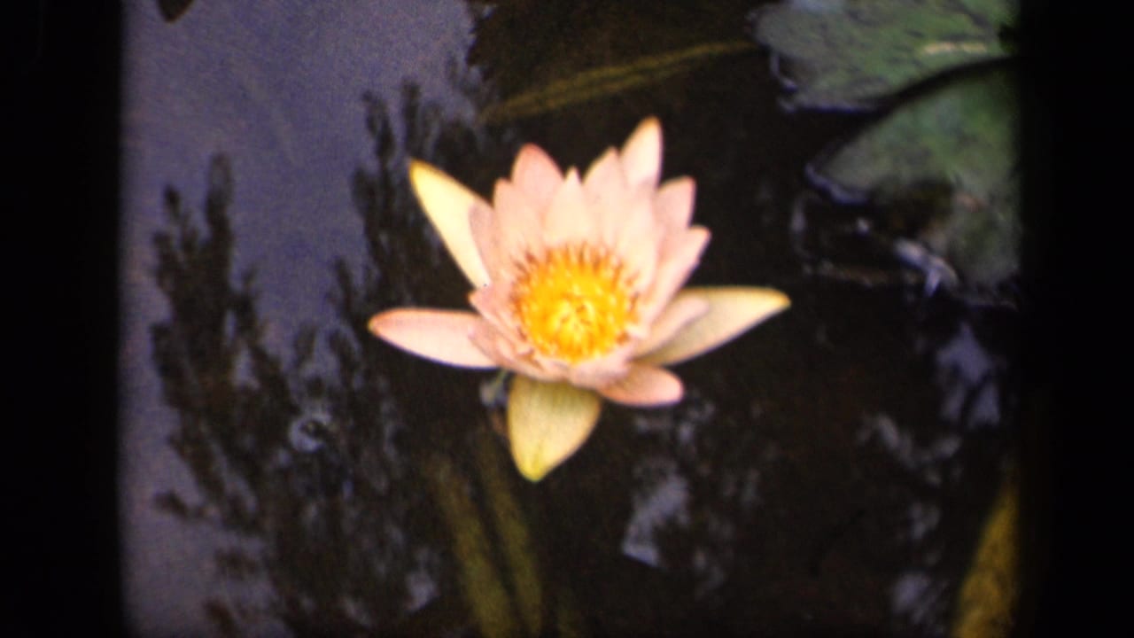 A pink water lily with a yellow center floats on reflective pond water in 1943 Washington, DC home-movie footage.