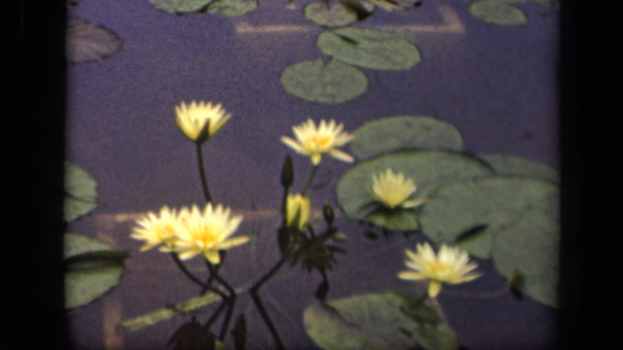 Pale yellow water lilies and green lily pads on a pond surface.