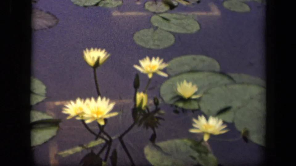 Pale yellow water lilies rise above green lily pads on reflective pond water, supported by metadata as 1943 Washington, DC footage.