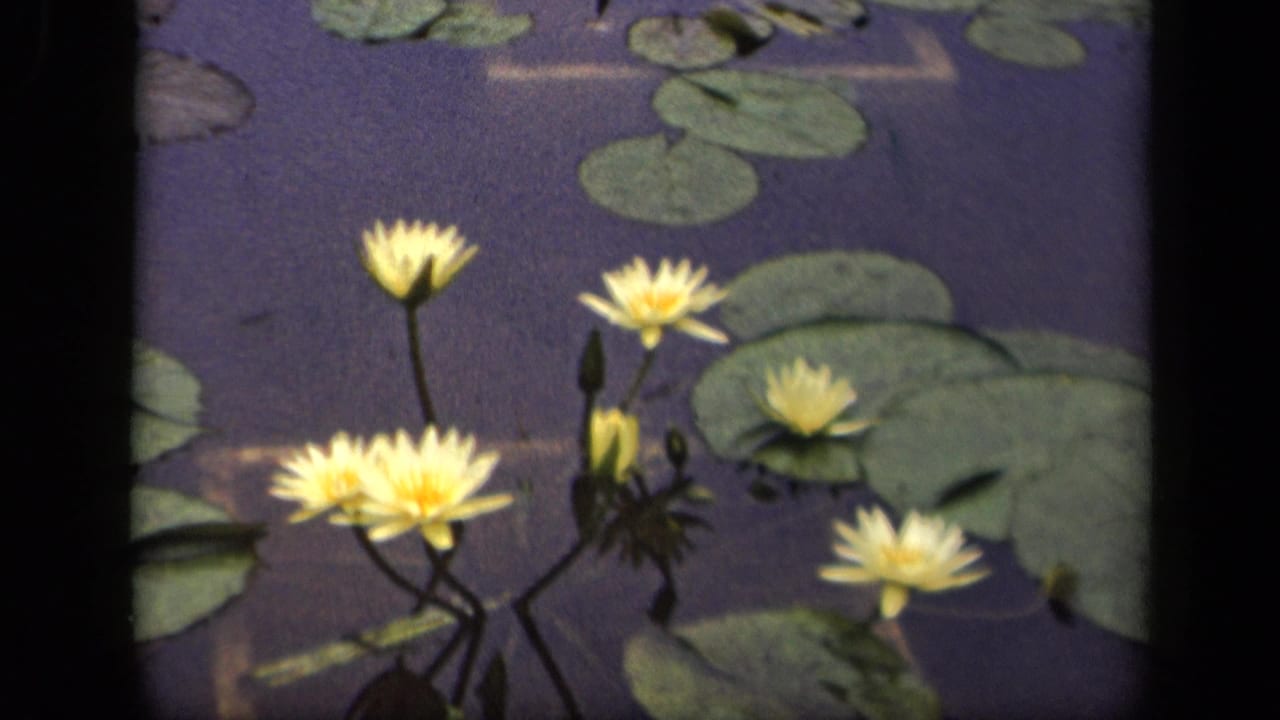 Several pale yellow water lilies and lily pads fill the frame in a close 8mm pond view from the Washington, DC home-movie clip.