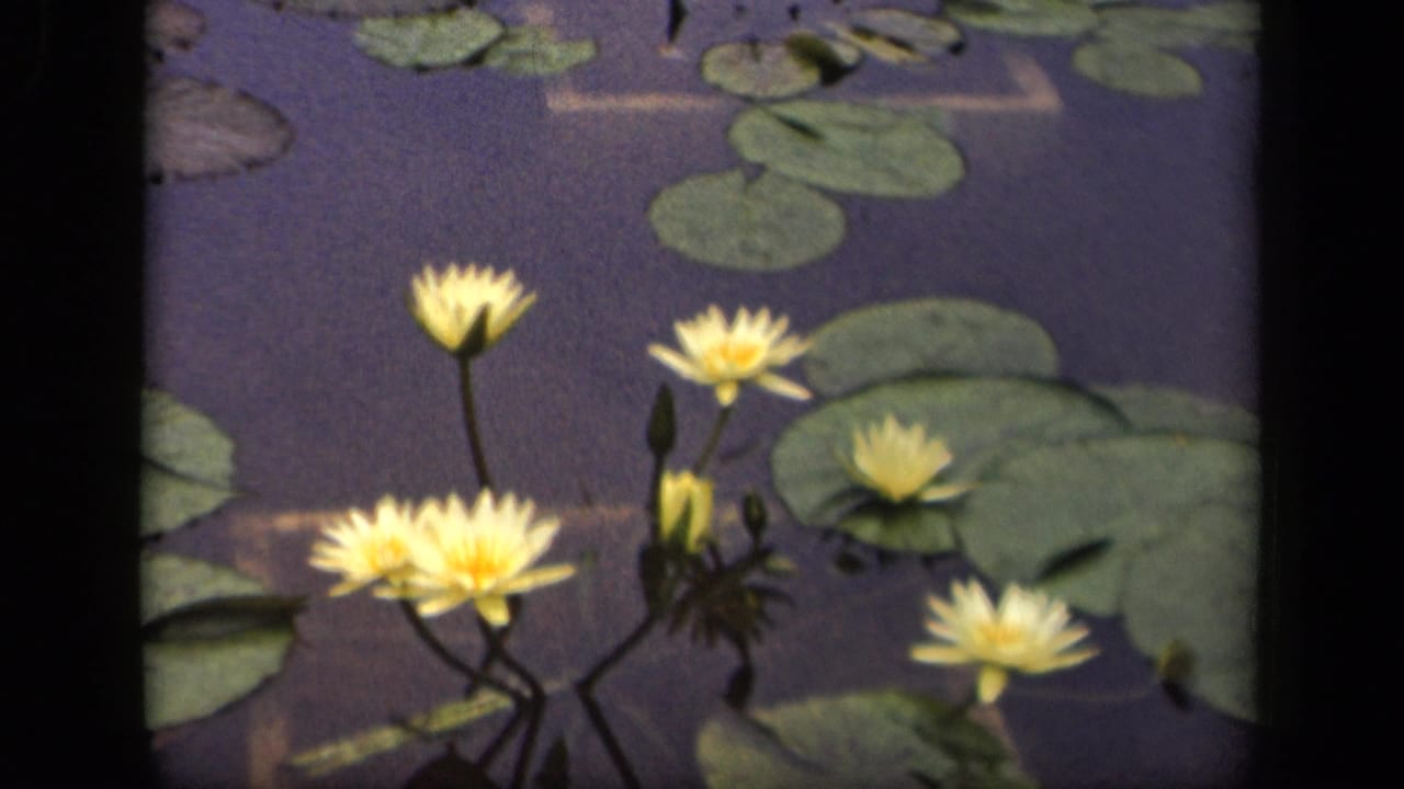 A steady closing view shows pale yellow water lilies, lily pads, and dark reflective water in the 1943 Washington, DC 8mm nature shot.