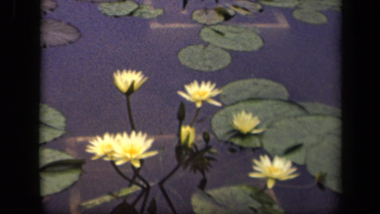 Yellow water lilies and green lily pads floating on dark pond water.