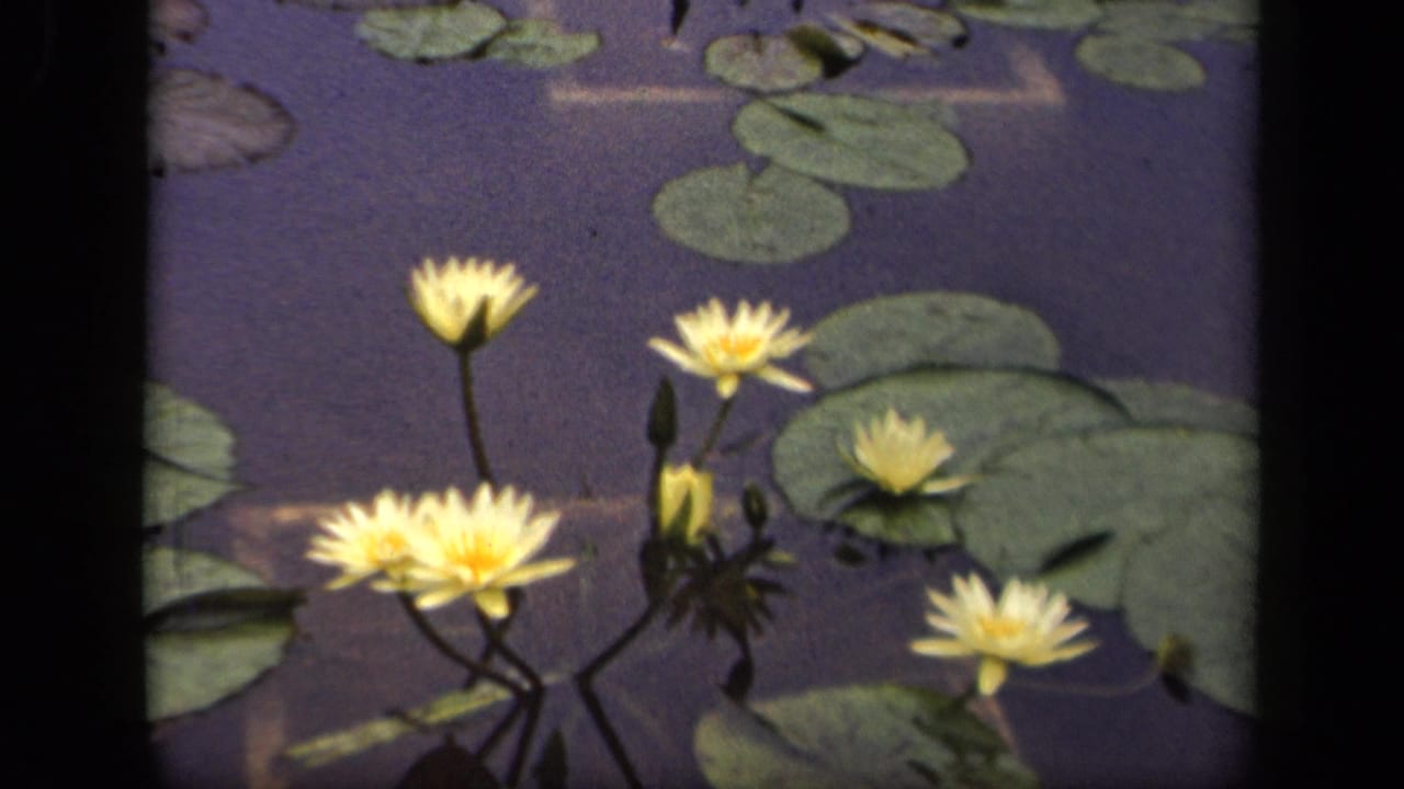 Yellow water lilies, lily pads, and dark water in a close pond view.