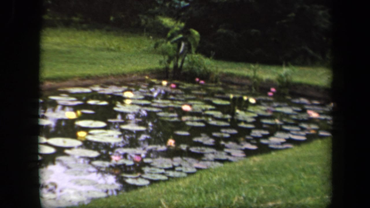 1943 Washington, DC home-movie frame showing a wider pond with lily pads, small blossoms, grass, and shaded trees.