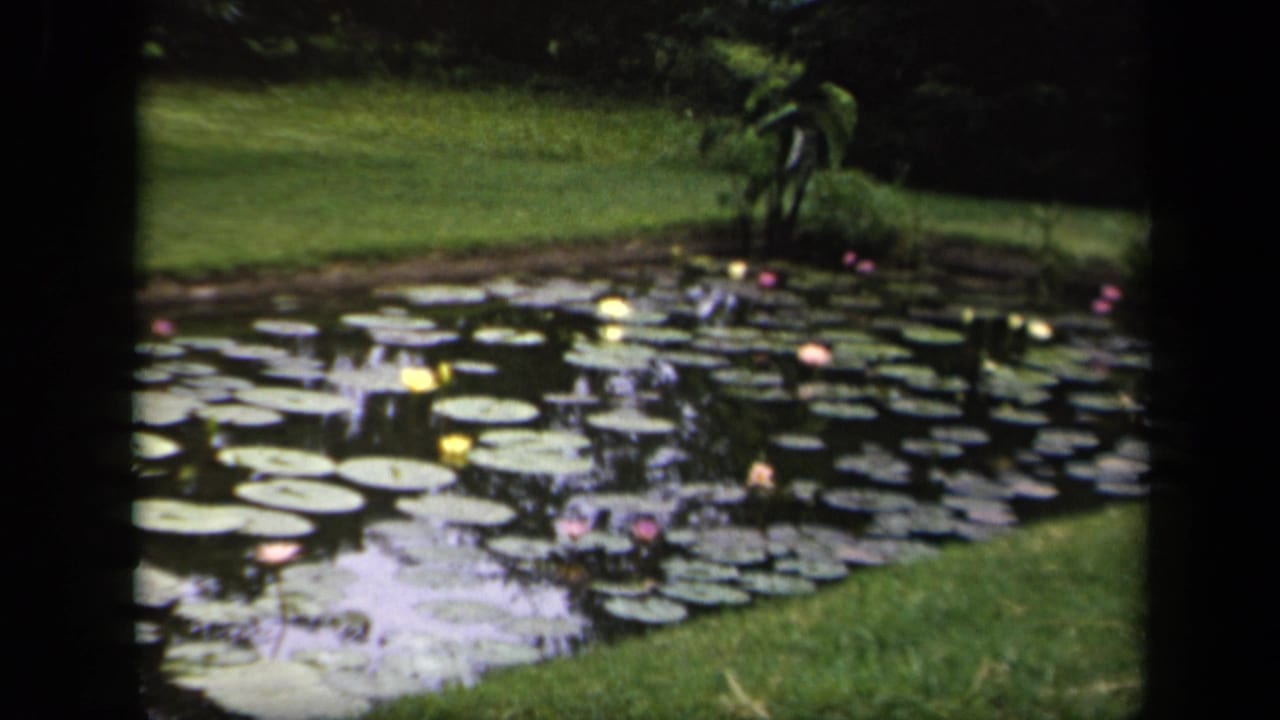 Wide 1943 Washington, DC 8mm view of a garden pond covered with lily pads and flowers beside a grassy bank.