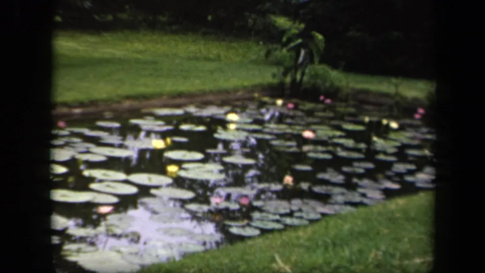 Wide 1943 Washington, DC 8mm view of a garden pond covered with lily pads and flowers beside a grassy bank.