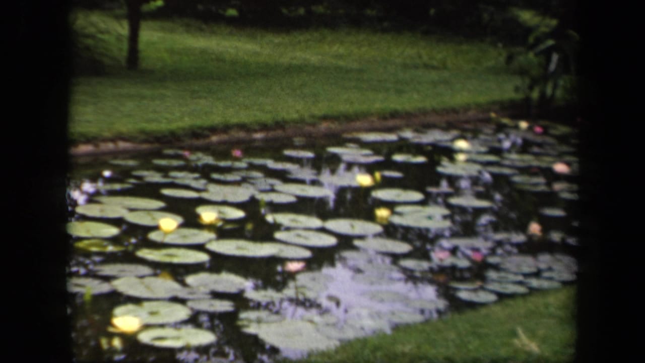 Lily-covered pond beside grass, with shrubs and trees in the background.