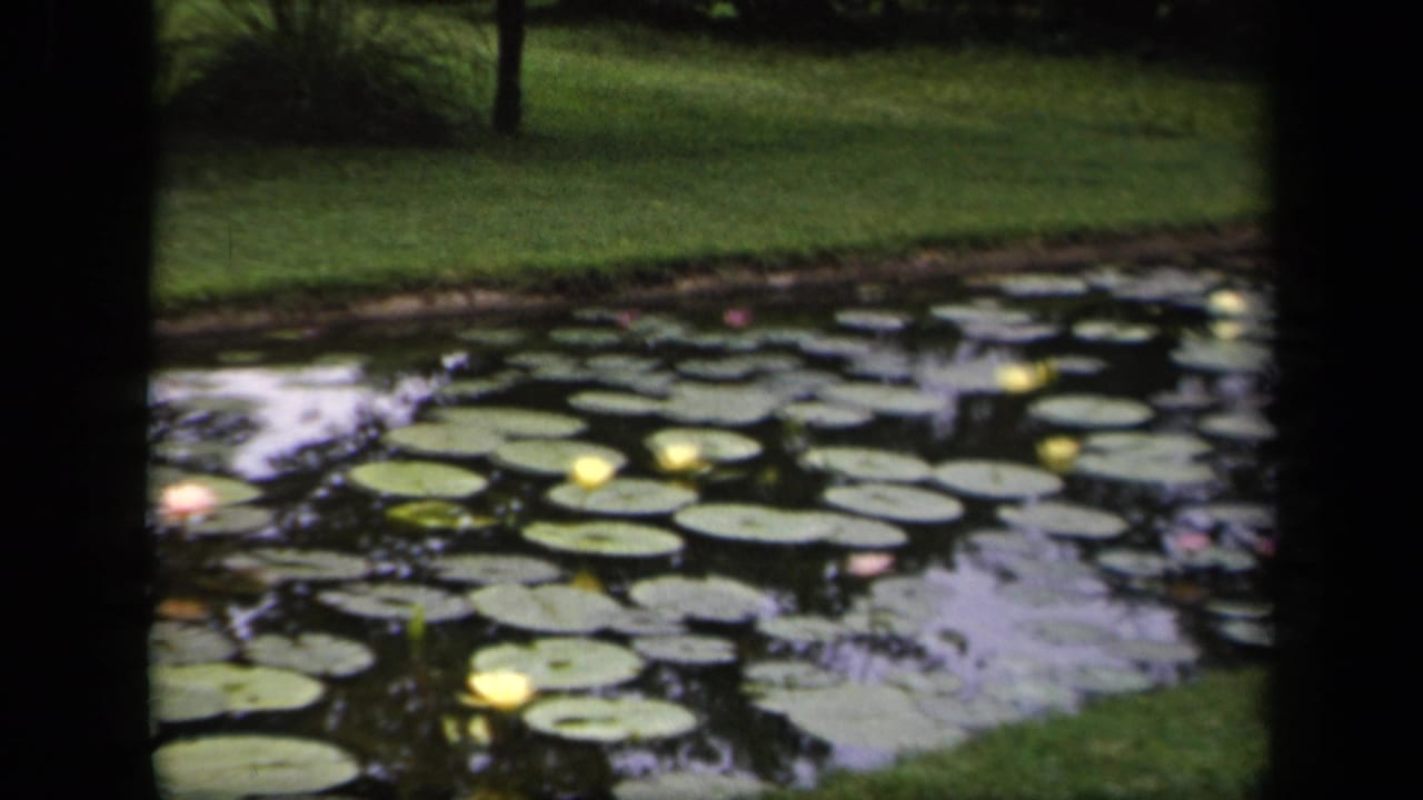 1943 Washington, DC 8mm still of lily pads, yellow and pink water lilies, reflective water, and a grassy park edge.