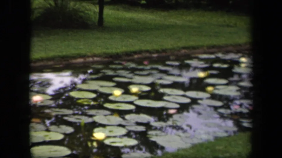 1943 Washington, DC 8mm still of lily pads, yellow and pink water lilies, reflective water, and a grassy park edge.