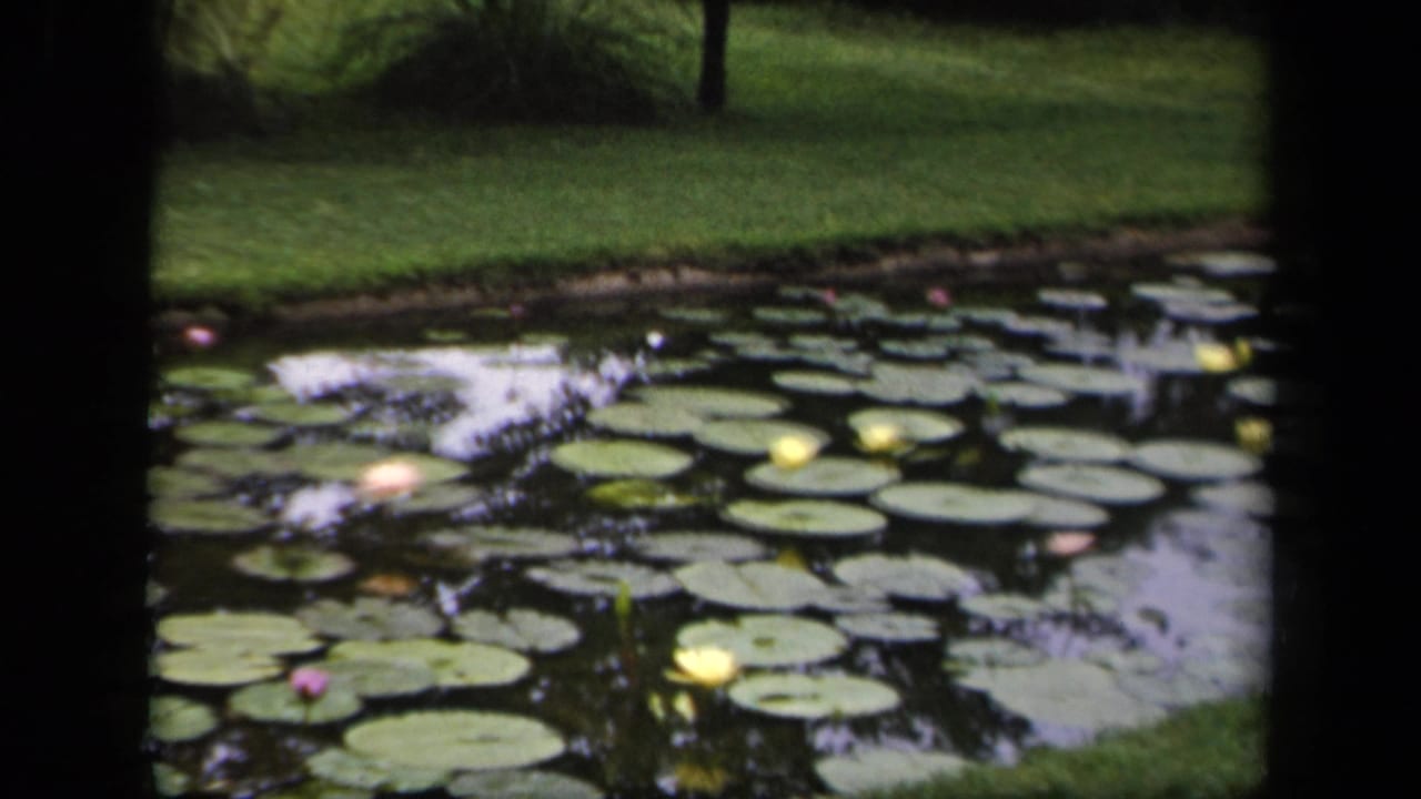 1943 Washington, DC home-movie frame showing a lily pond, grassy bank, and trees in soft 8mm color.