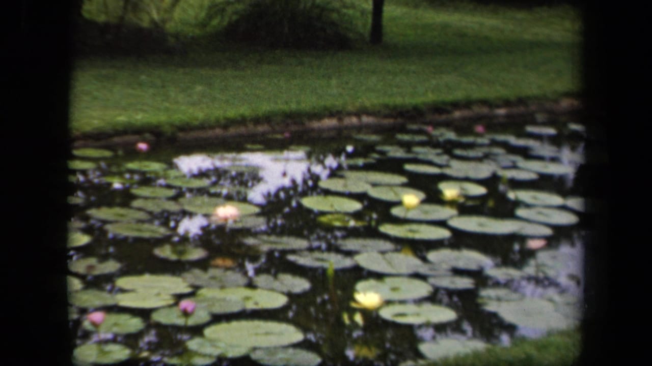 1943 Washington, DC 8mm frame showing a pond surface with lily pads, scattered blooms, lawn beyond, and reflected trees.
