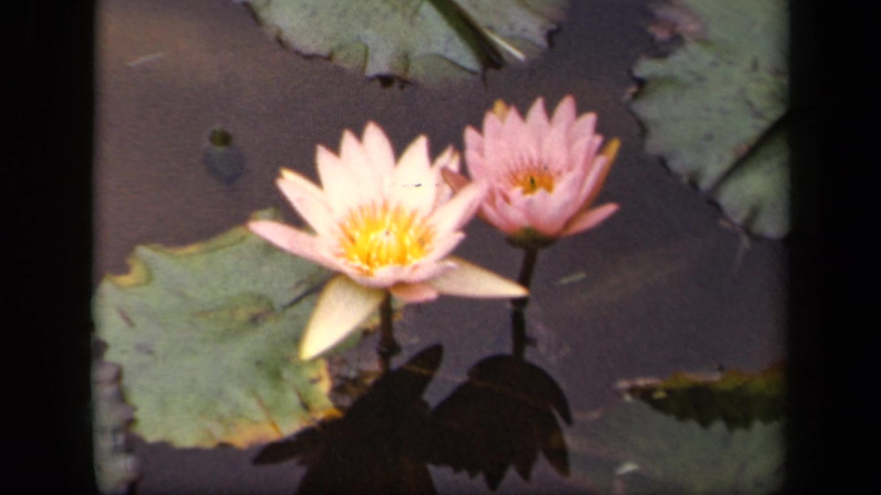 Close view of two pink water lilies among large lily pads.
