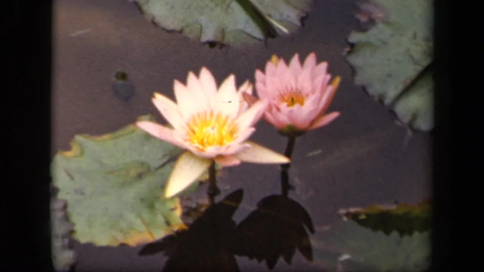 1943 Washington, DC 8mm close-up of two pink water lilies rising from pond water beside broad lily pads.