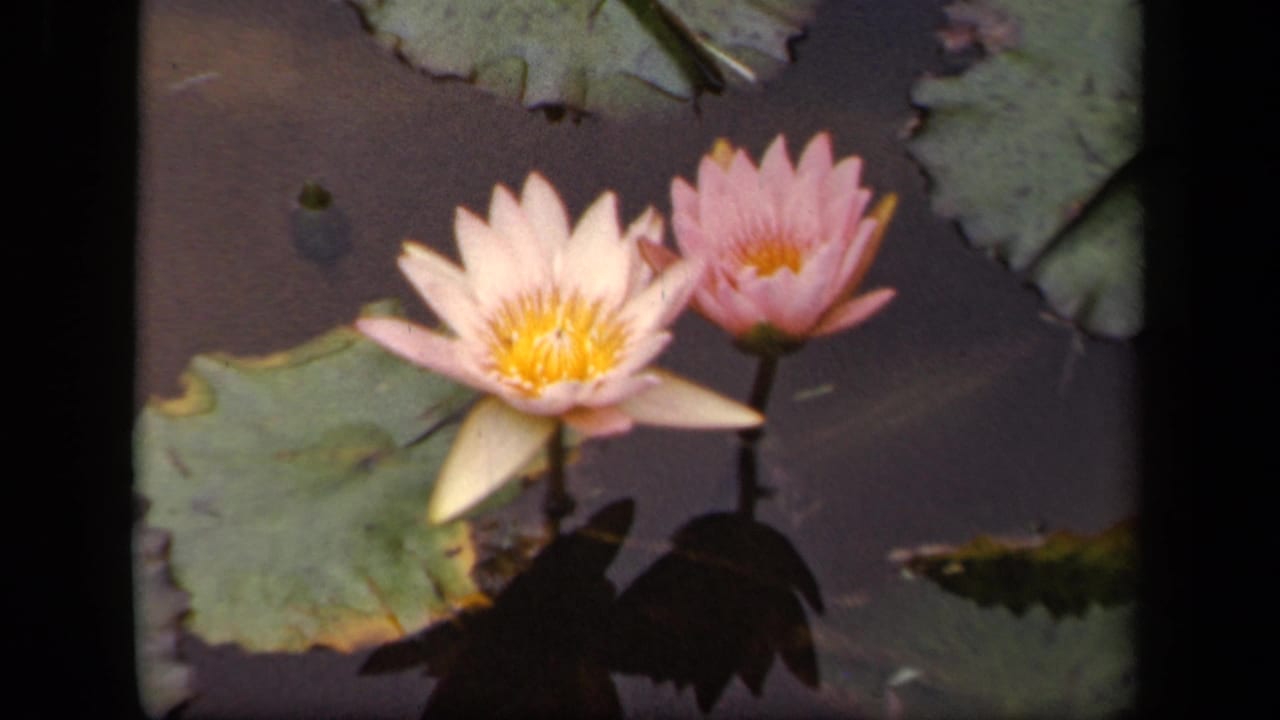 1943 Washington, DC 8mm frame with two water lilies, pale petals, pink bloom, and lily pads on still water.