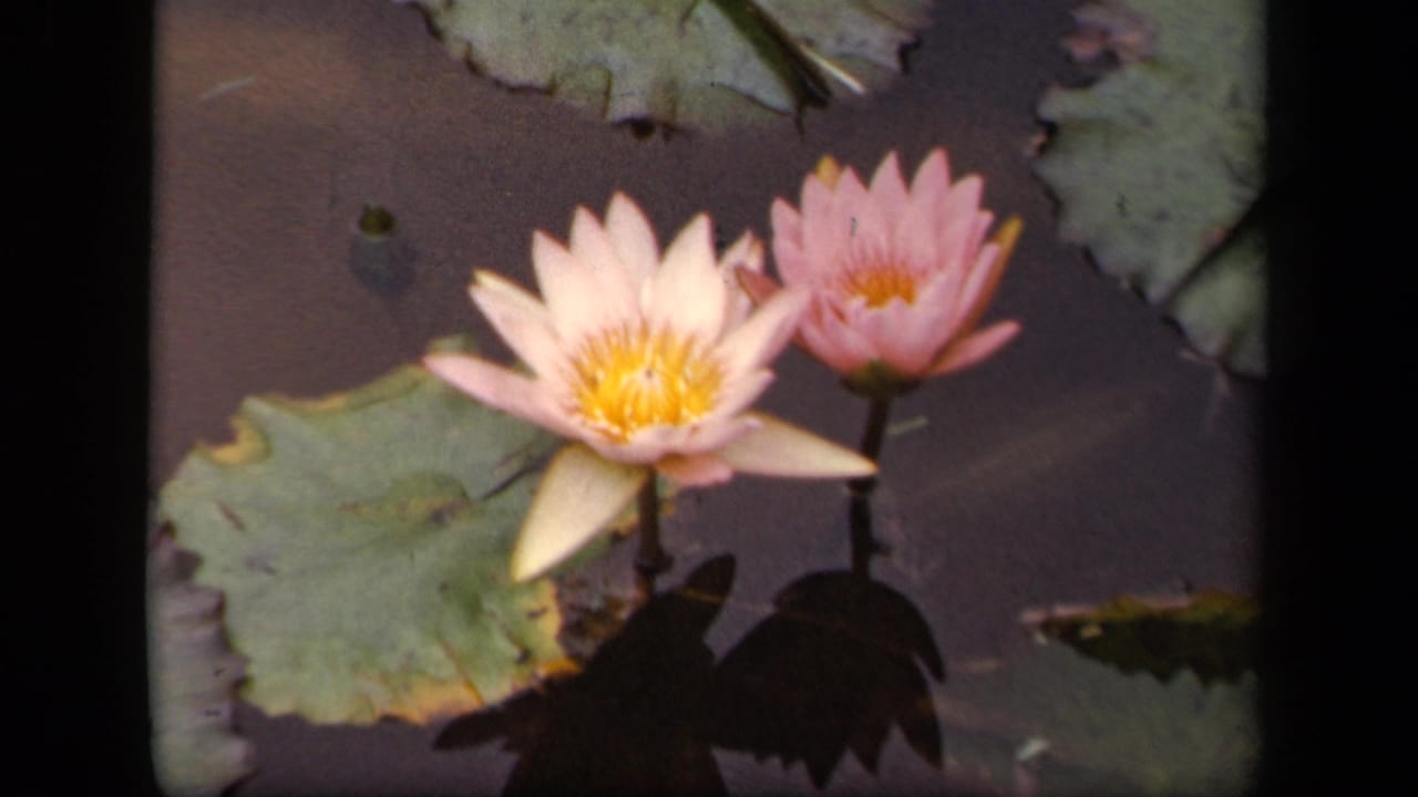 1943 Washington, DC 8mm close-up of paired water lilies against broad pads, still water, and shadowed reflections.