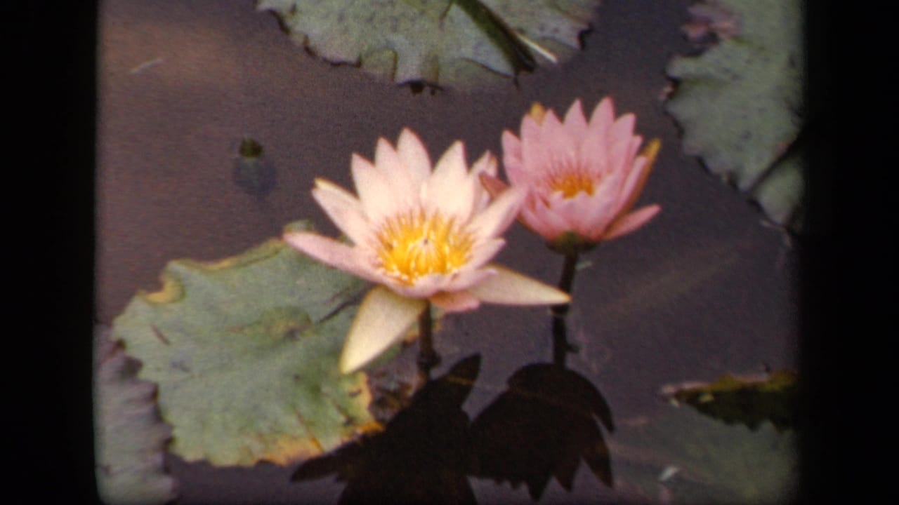 1943 Washington, DC 8mm frame showing two pink water lilies with yellow centers beside broad lily pads on dark pond water.